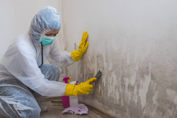 Best Post-Construction Mold Inspection  in Forest City, FL