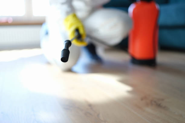 Best Mold Damage Restoration  in Forest City, FL