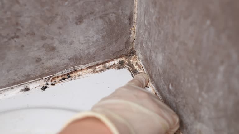 Best Mold Remediation for Healthcare Facilities  in Forest City, FL